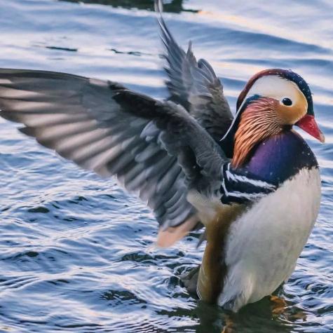 我的名字是朱大哥