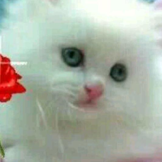 美满幸福6505015629955