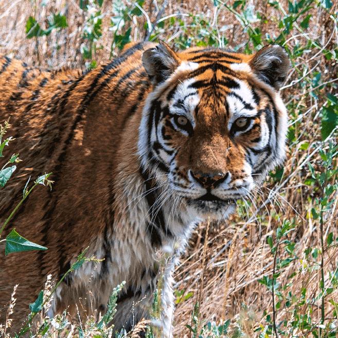 小胖爱剪辑(ง •̀_•́)ง