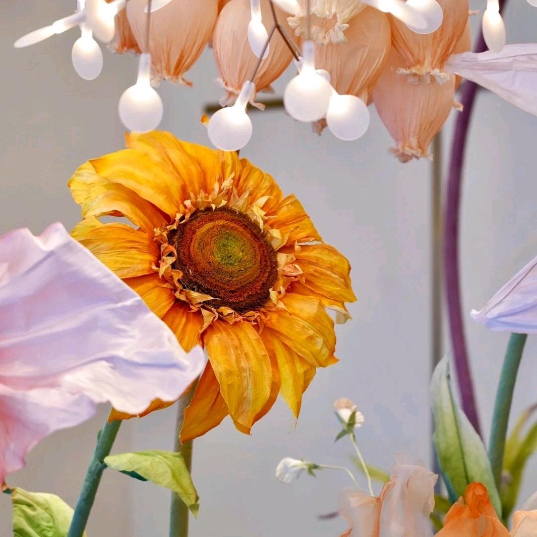 Lily安