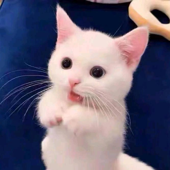 猫特勒南和县靓宠宠物用品有限公司宠物用品专卖店