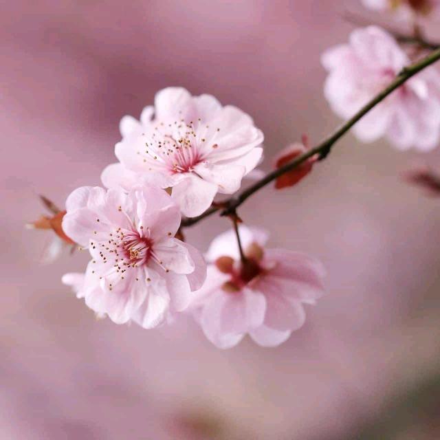 吉祥