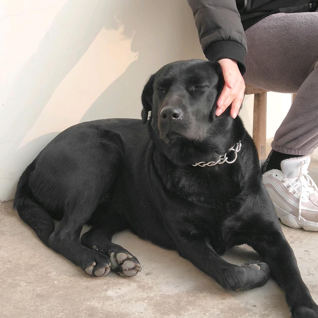 柚子🐶&犇犇&九一🐱（桃田散养鸡鹅）