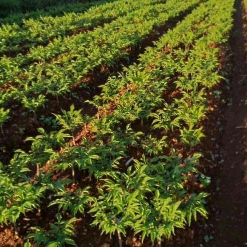 种魔芋的小伙子