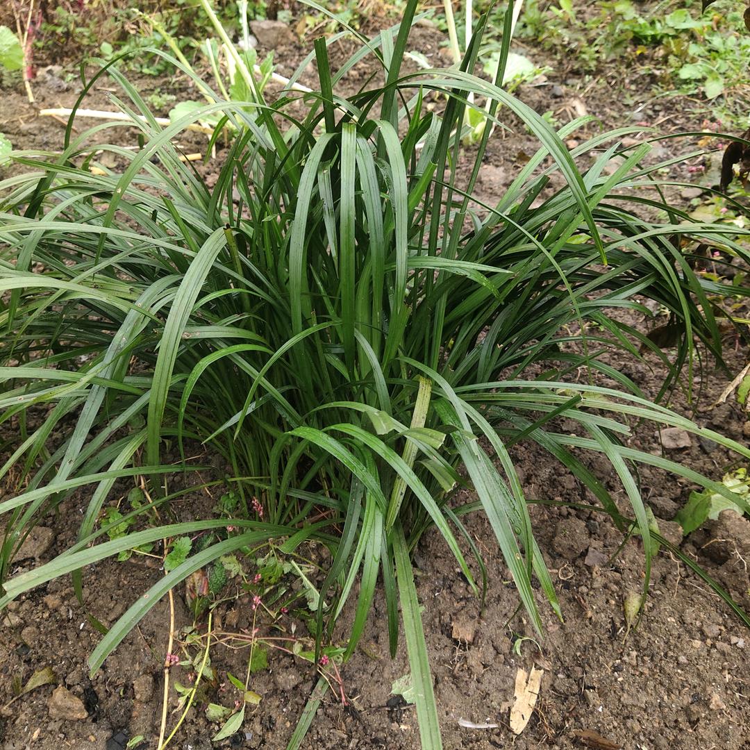 小茉莉