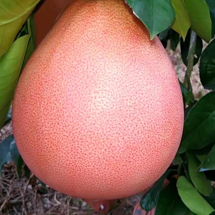 布哥