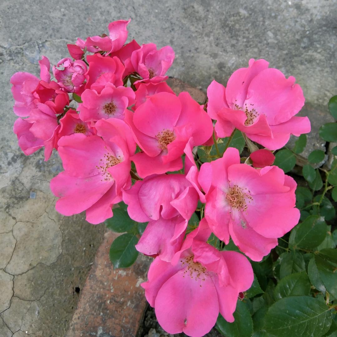 樱花细雨