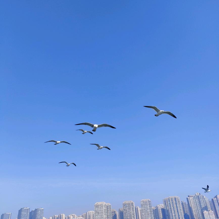 少主