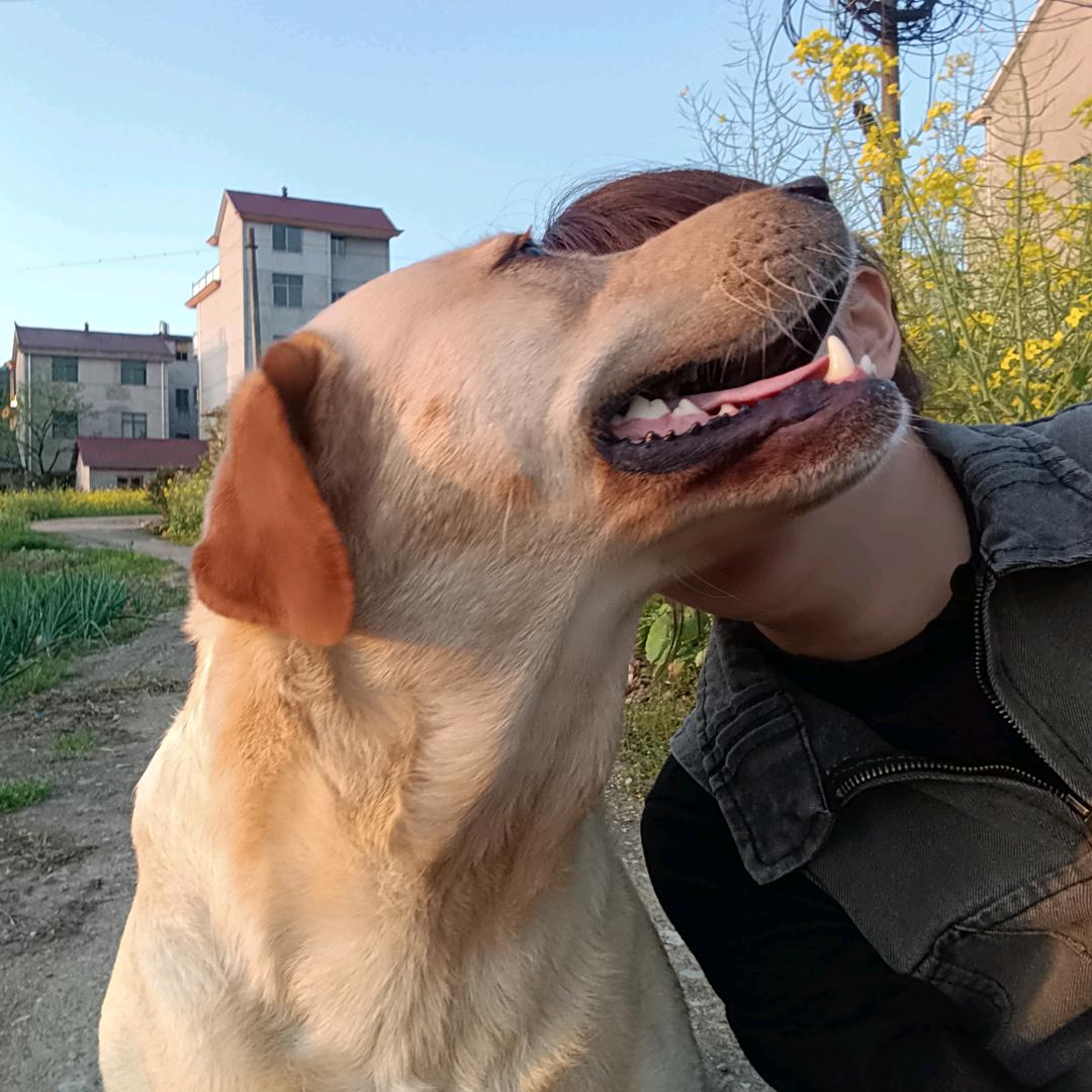 拉猪大王