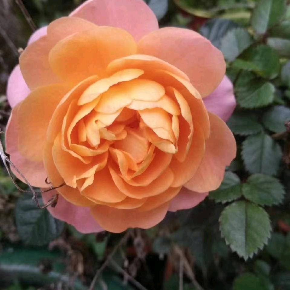 一路芬芳