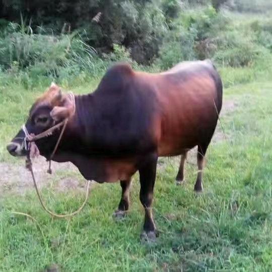 天天新鲜🐮肉，🐮肉丸，🐮筋丸