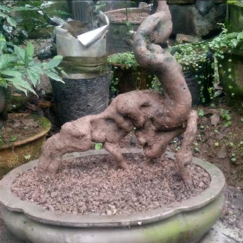 雅州盆景♡金弹子♡