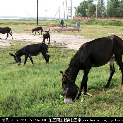 文氏驴肉牛肉驴胶总经销