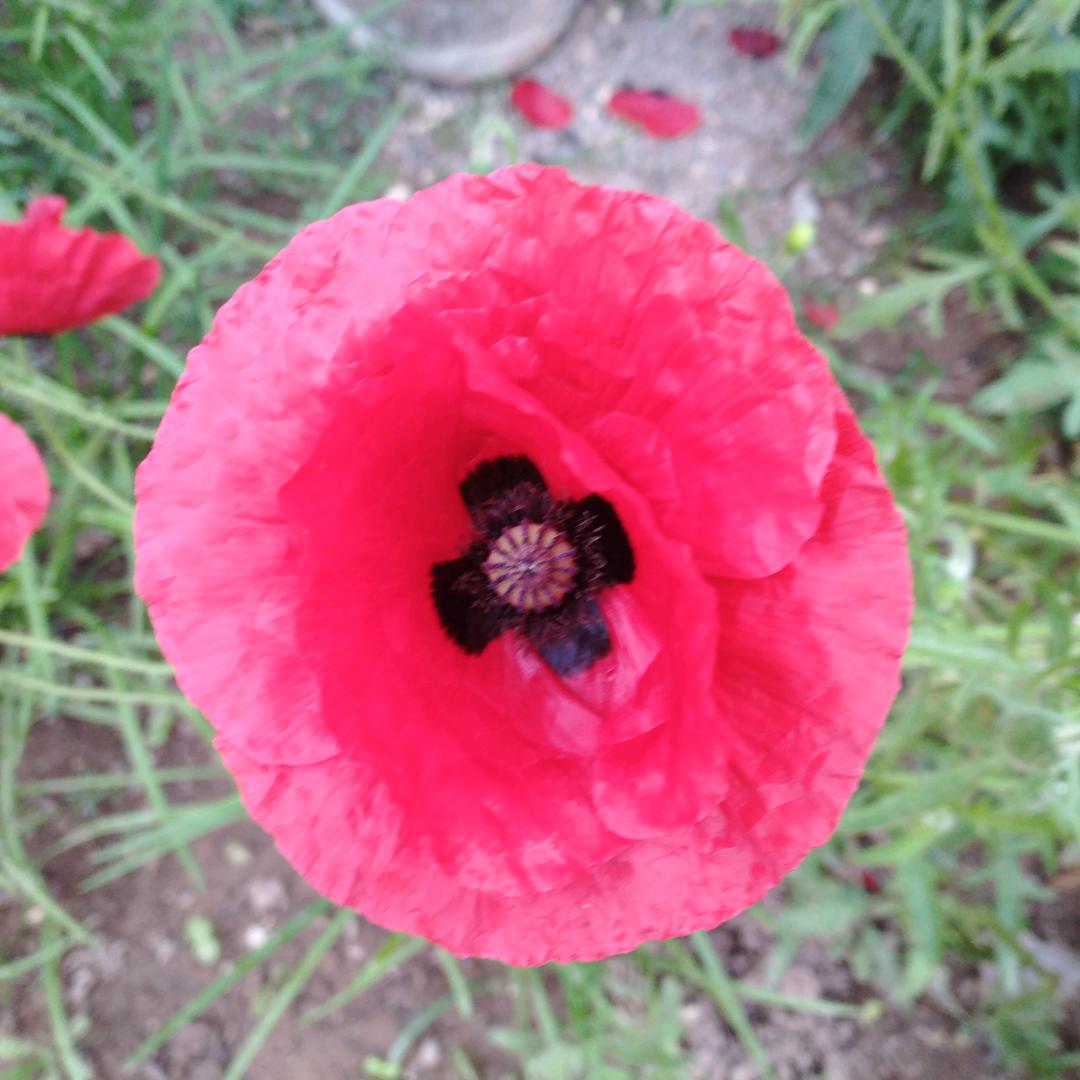 苌芹