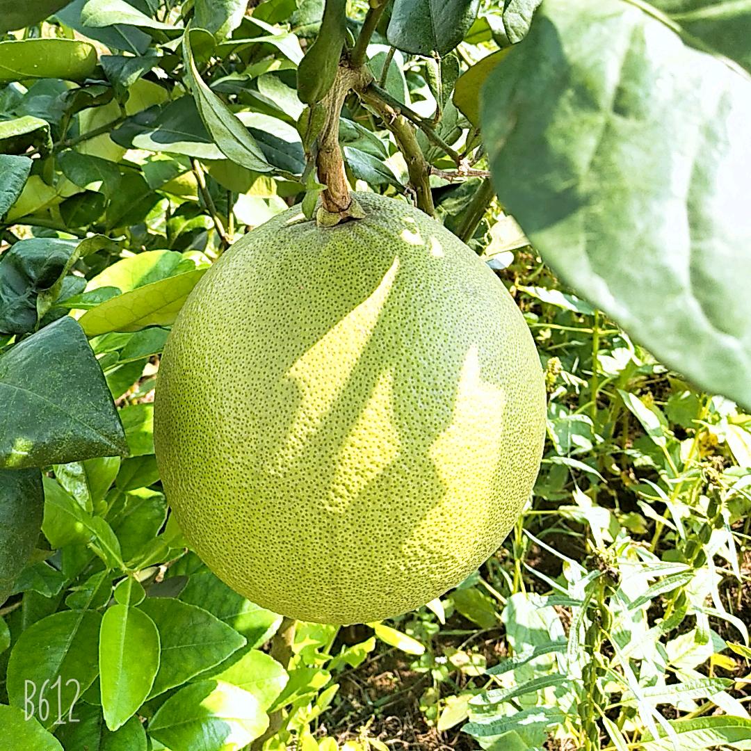 梦想成真