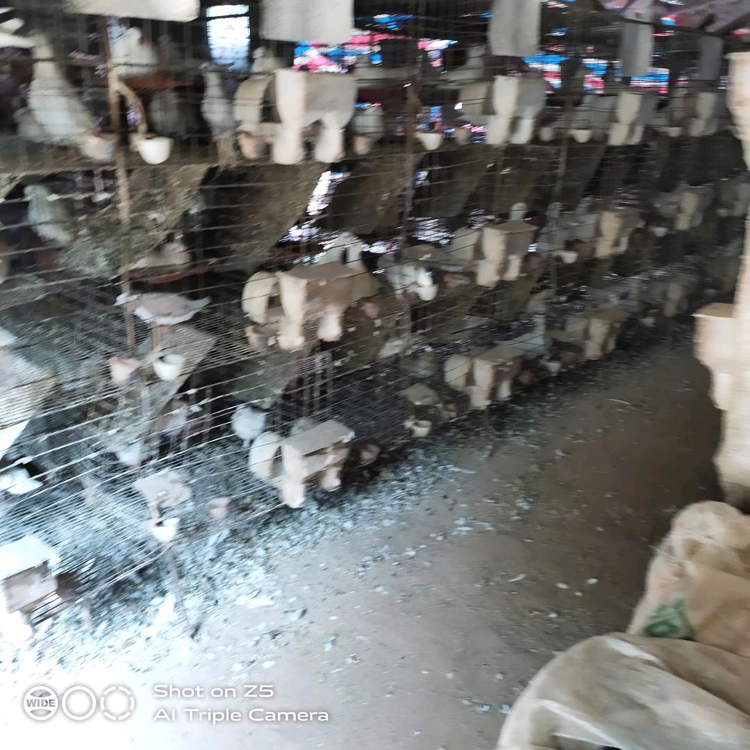 张