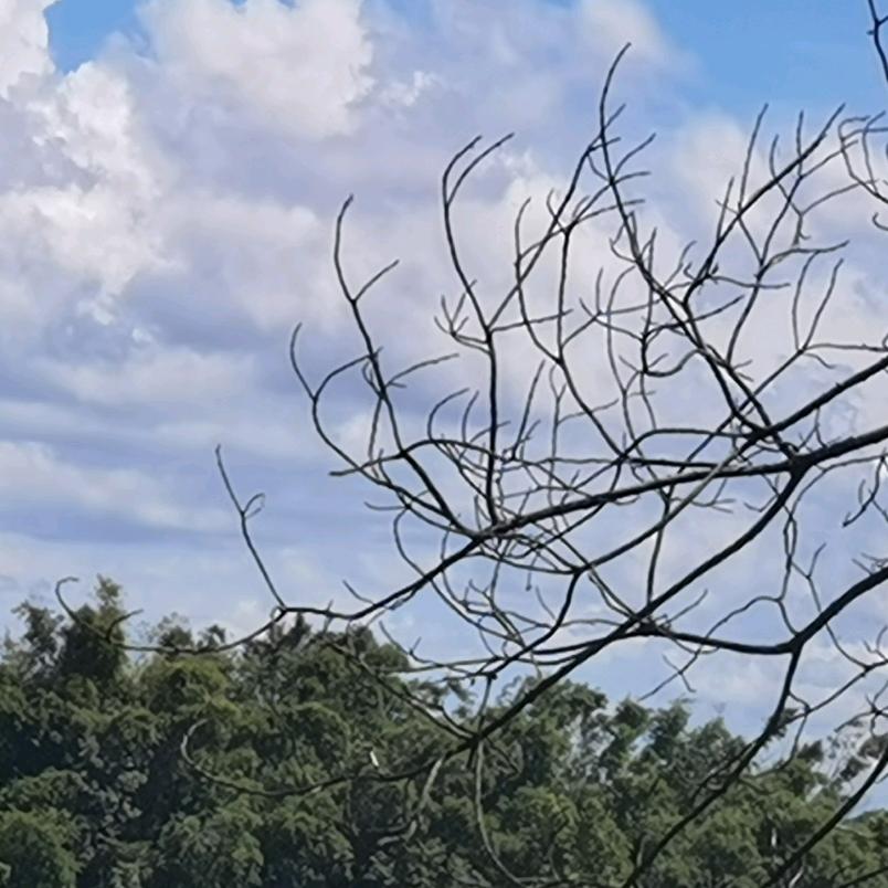 阿拉芙头像