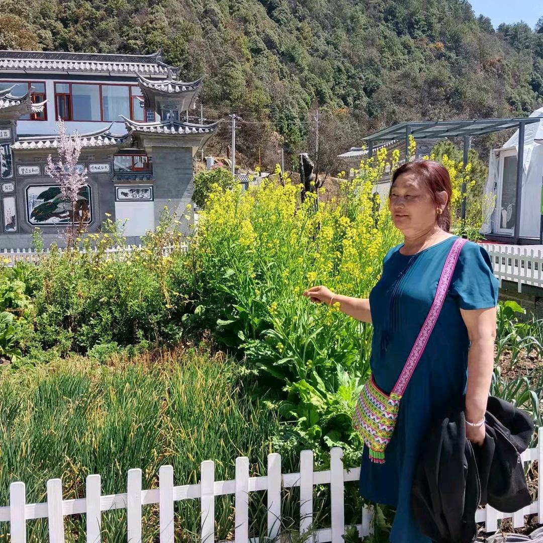 杏花落叶
