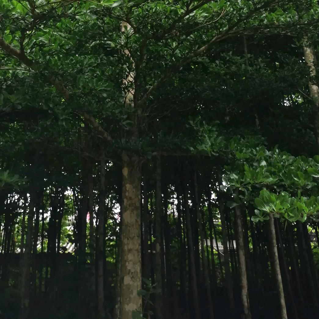 景东春盛个人独资企业