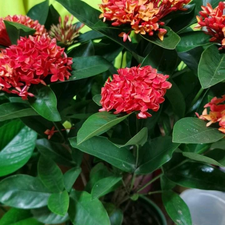 杨银根