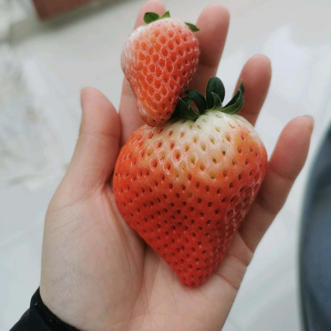 斯文先生。