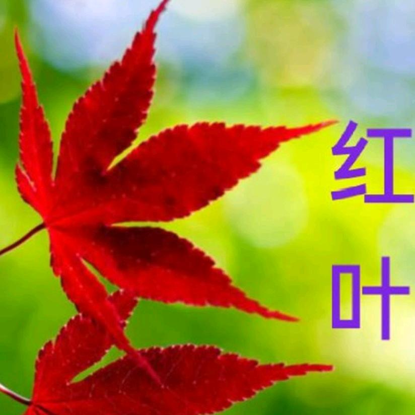 红叶52888