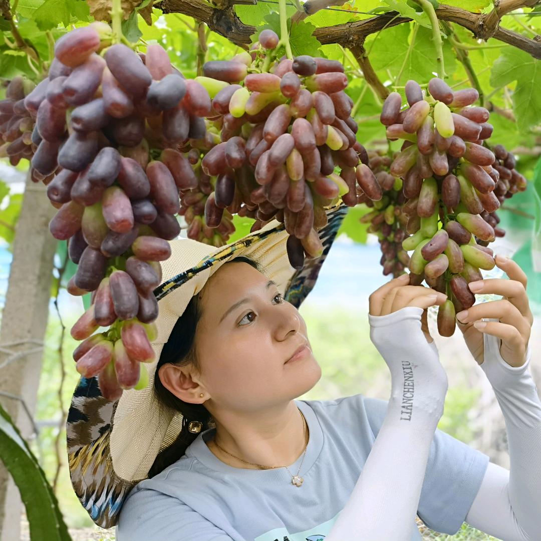 丽小蓝葡萄苗木