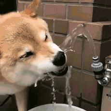 孤独 狼