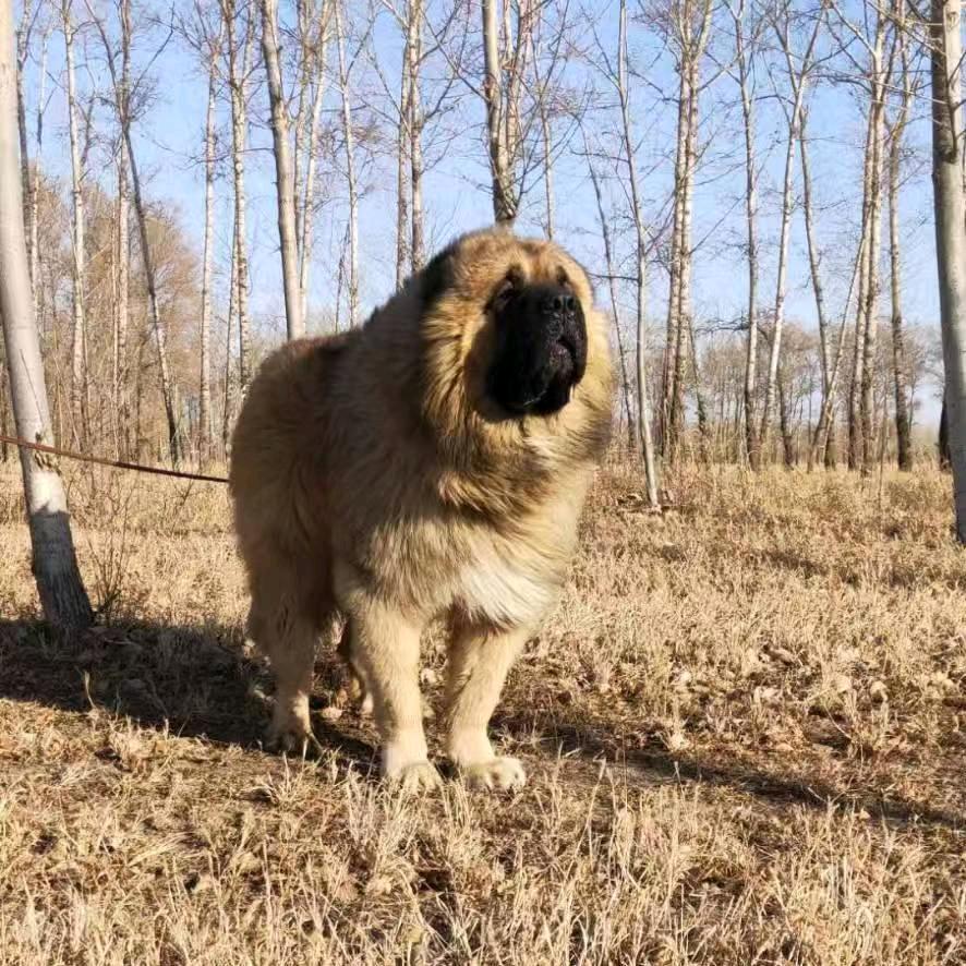 兄弟犬业大权