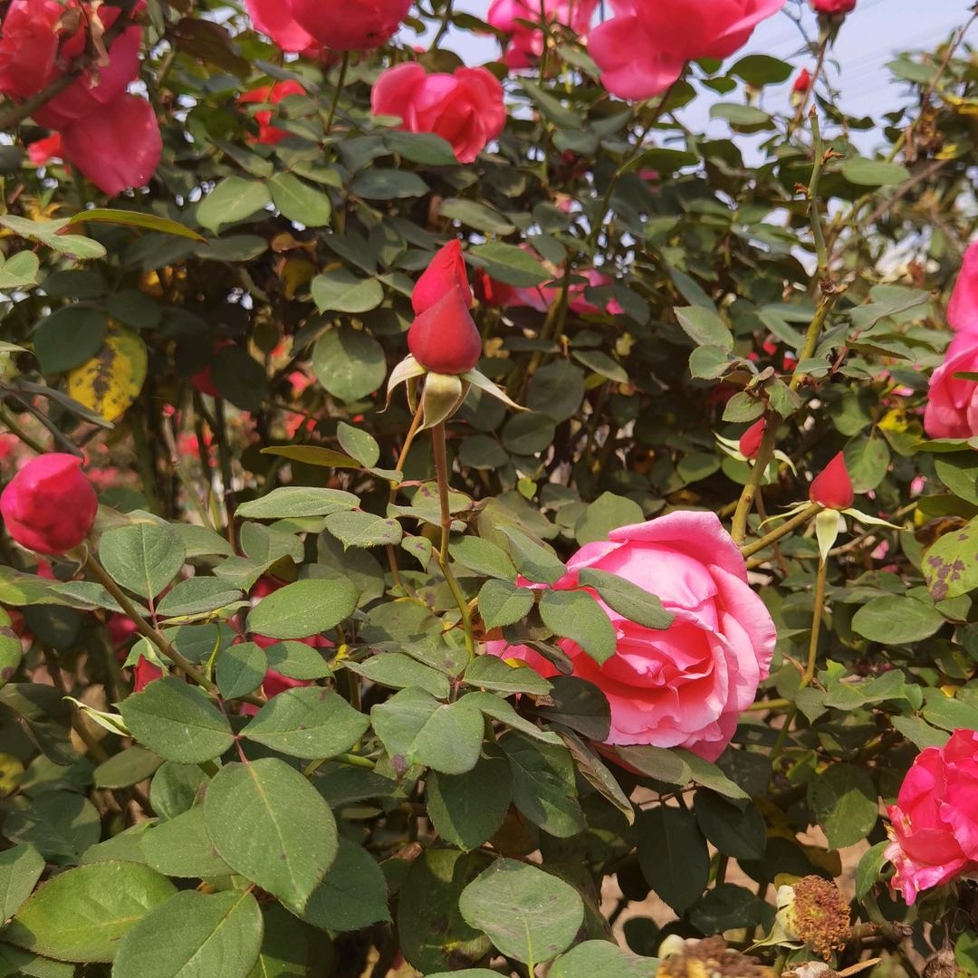 快乐每一天🌹🌹🌹