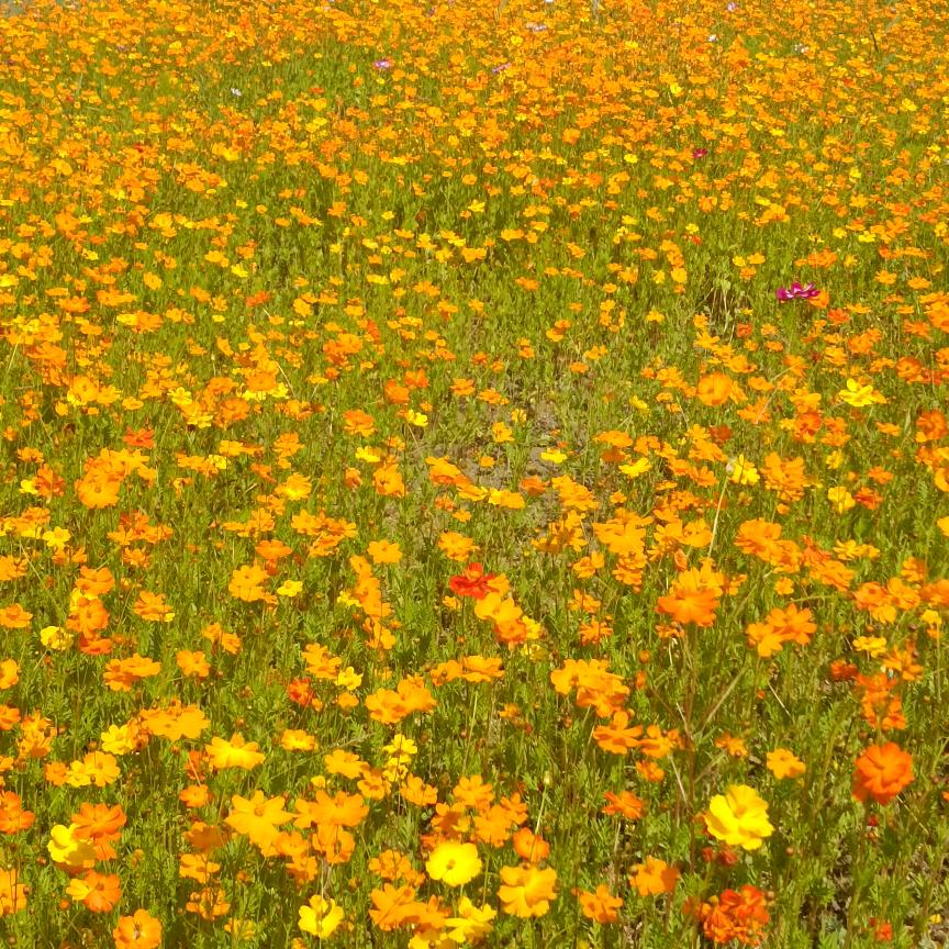 城南小陌   爱初者爱返，福往者福来