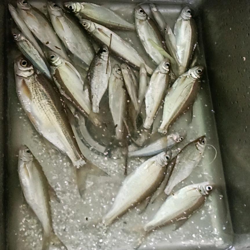 钓钓鱼，睡睡觉！