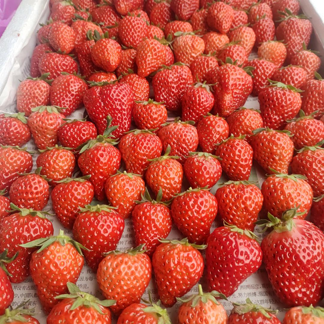 ℳ草莓小哥ℳ