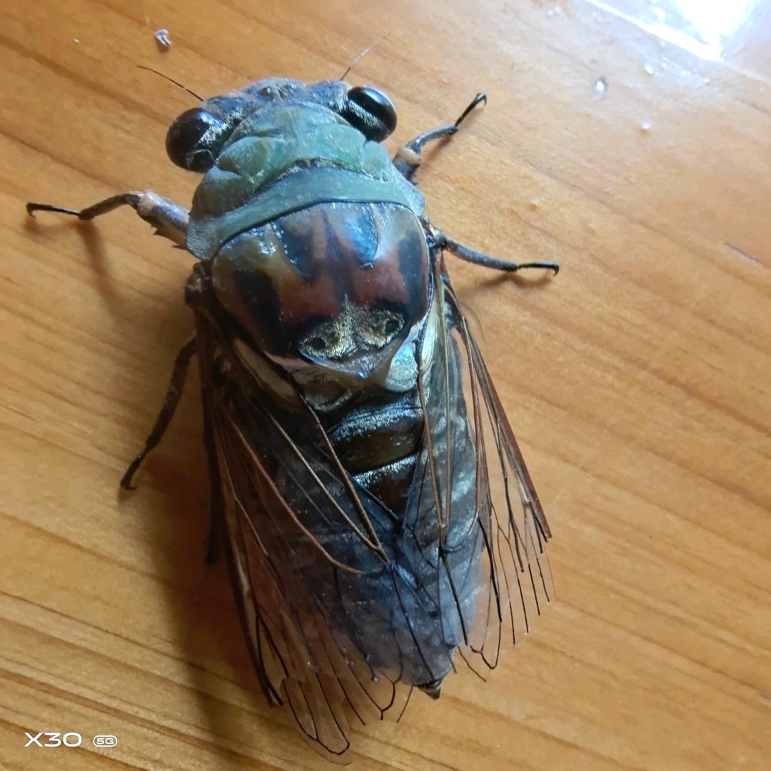 大兄