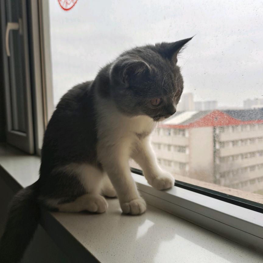 家里有猫叫三胖