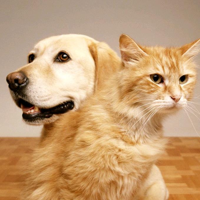 猫狗家苑