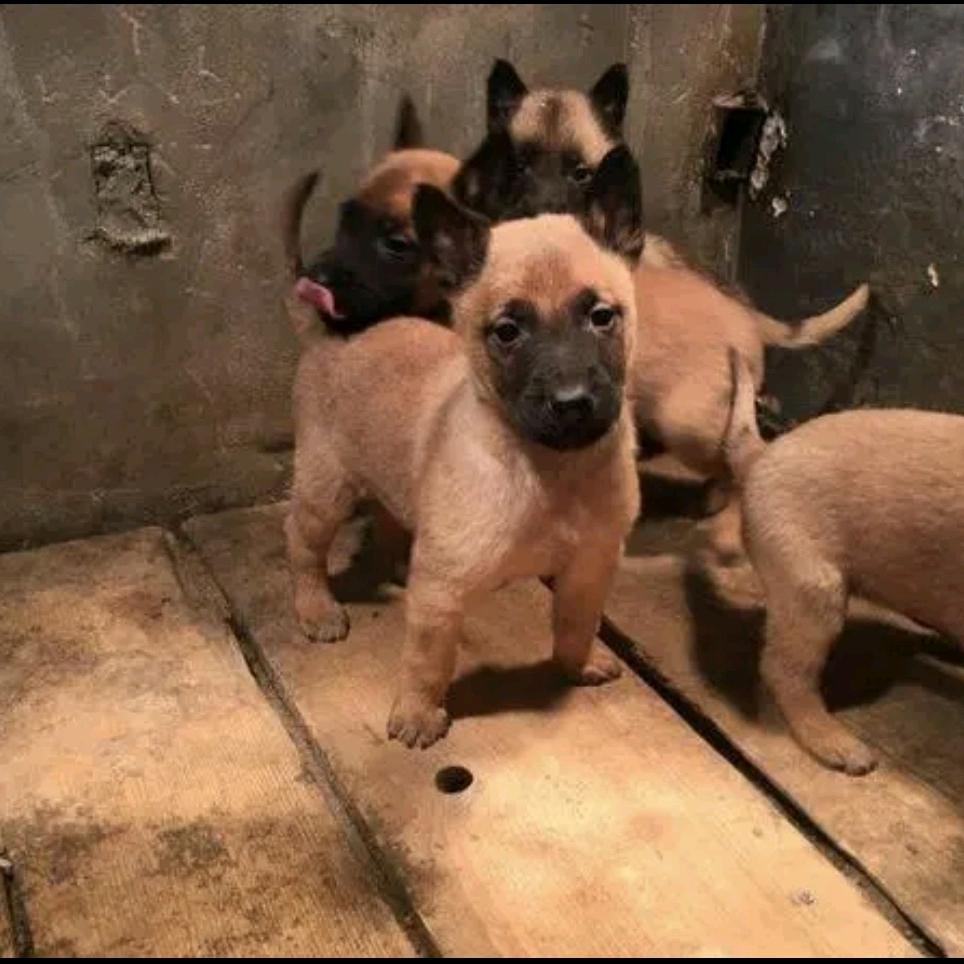 兴义市86年的养狗人