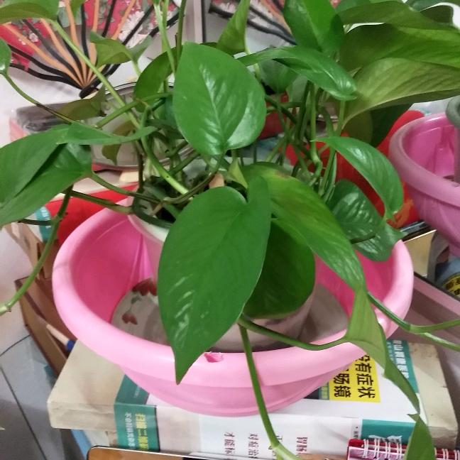 秀云