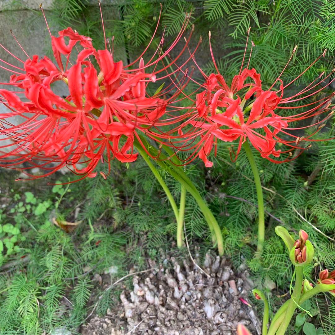 老张要练人鱼线