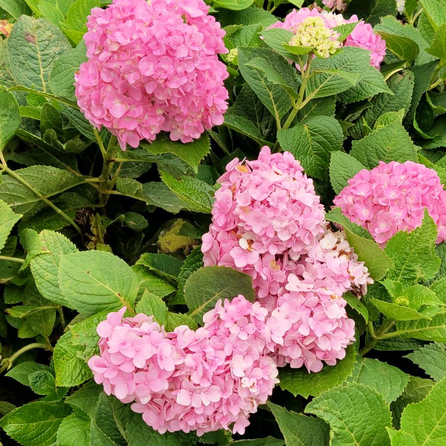 雨后彩虹