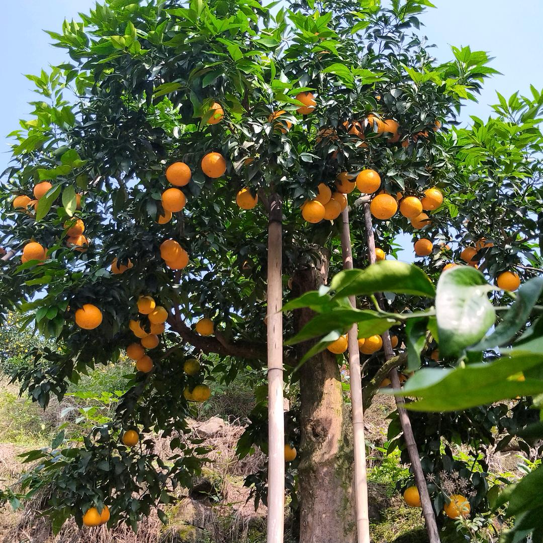 柑橘水果代办 【助农】小陈