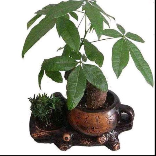 坚强就是路