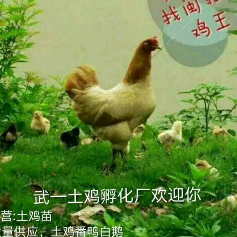 闽牧家庭农场