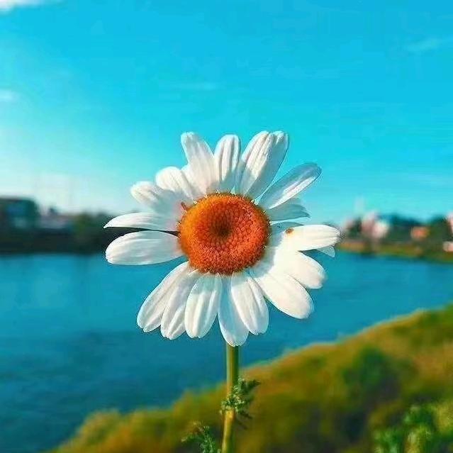 🌈花开四季🌈