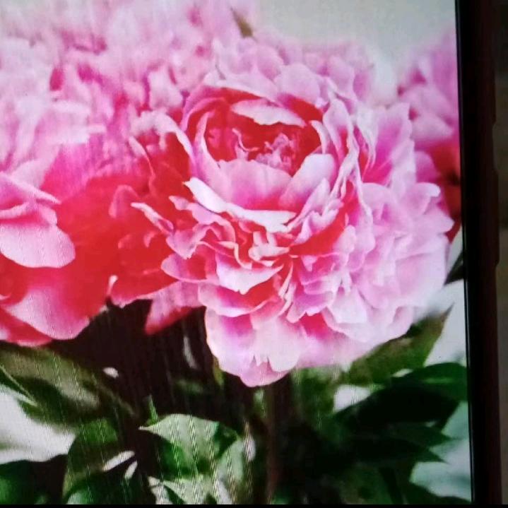 一生有你