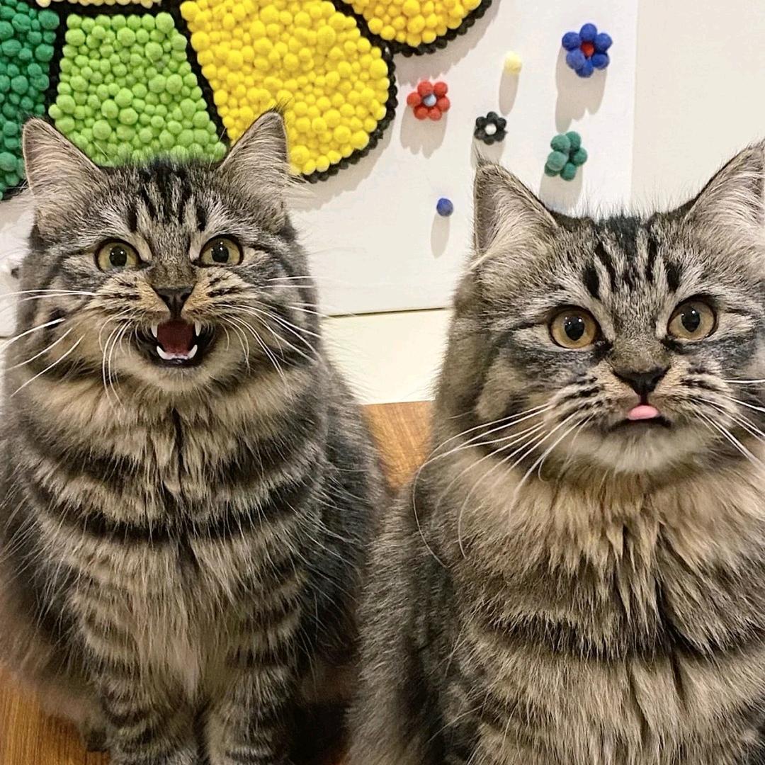 不做大哥好多年了