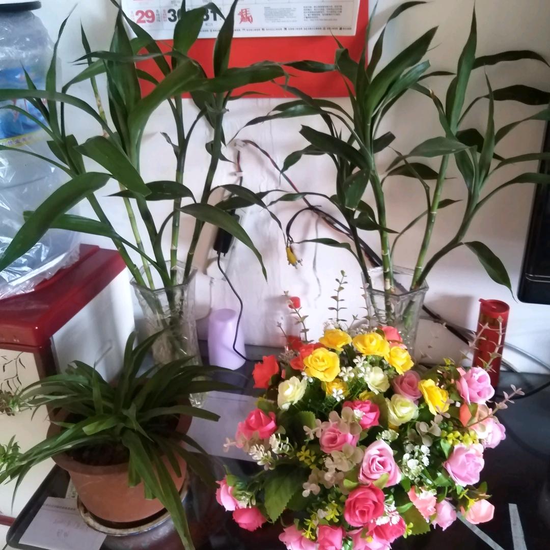 万山绿水年年有