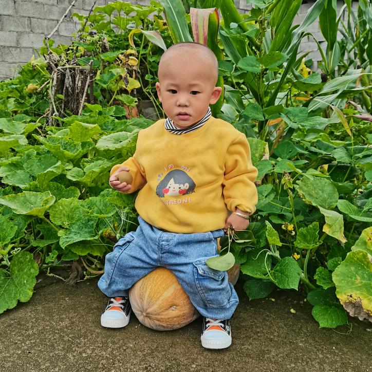 洋芋不土