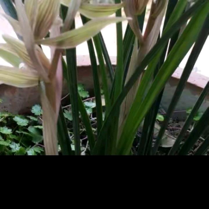 贾正宜