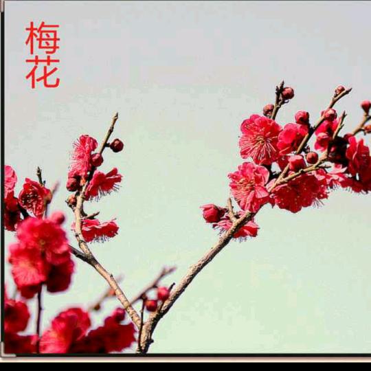 邱得青